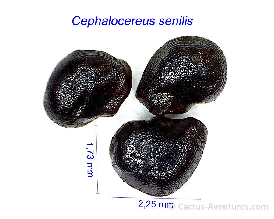 Cephalocereus senilis AB